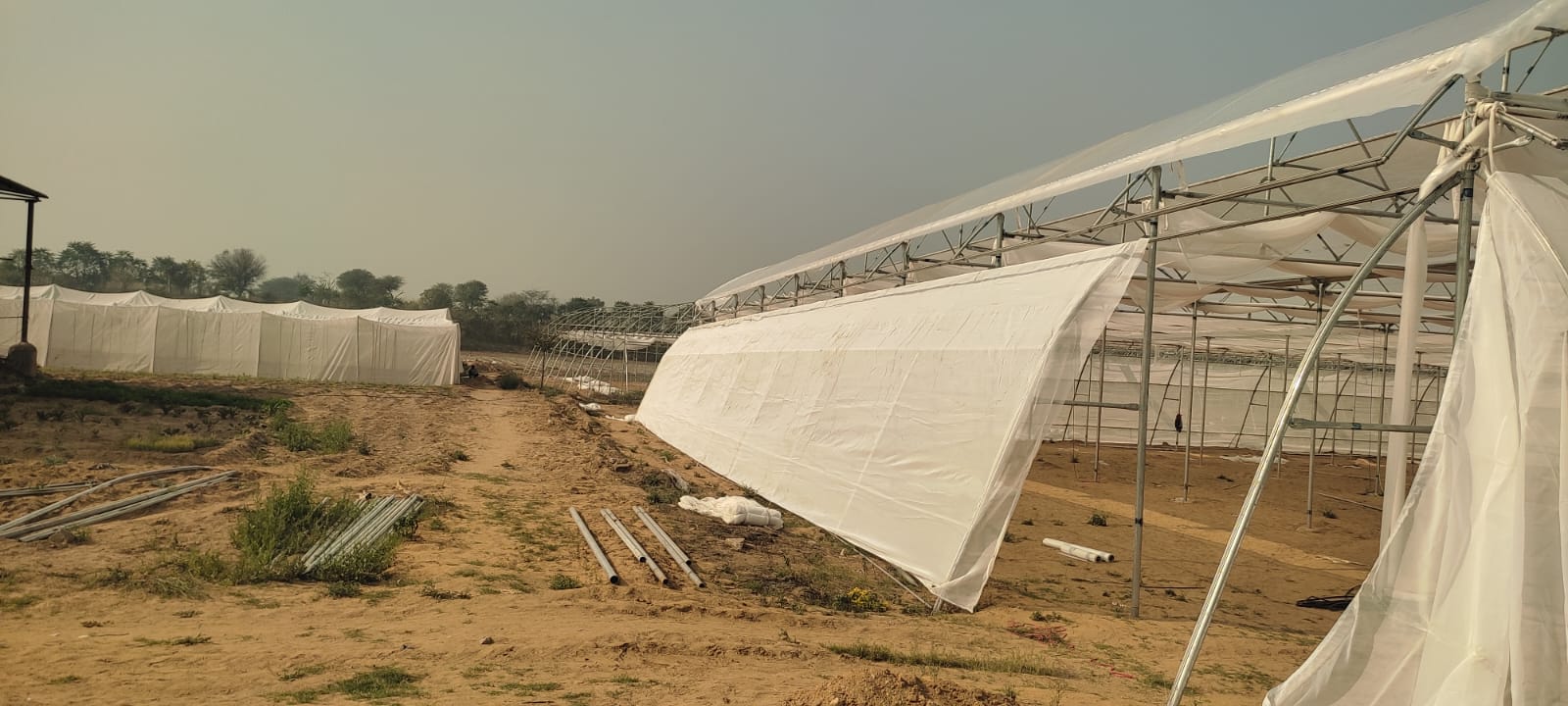 Greenhouse Project 47